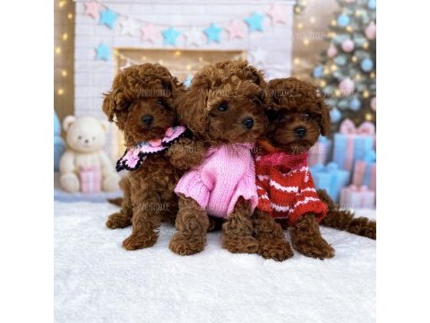 Toy poodle köpeği yavrular