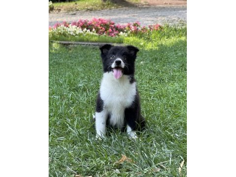 A kalite yavru köpekler