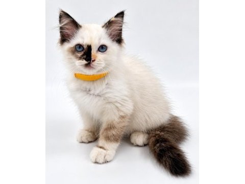 Tortie ragdoll bebekler