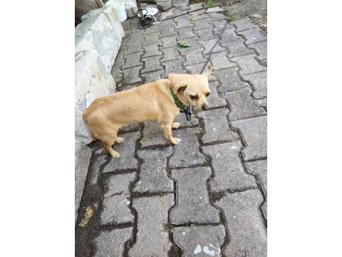 Minik dişi chihuahua