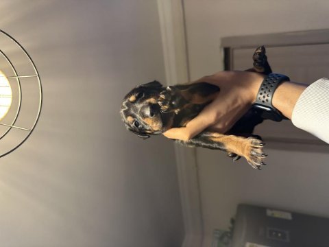 Doberman köpeği yavruları