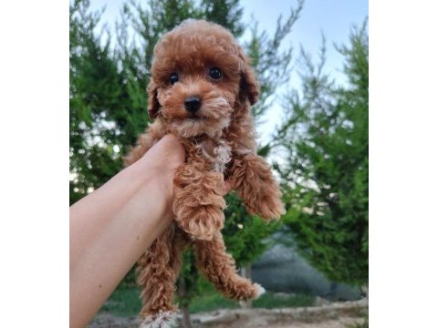 Maltipoo  yavrularımız 