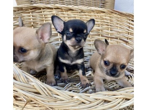 Chihuahua kızlar