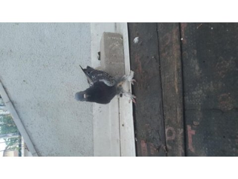 Kuşçuluğu bırakıyorum acil paraya ihtiyacım var