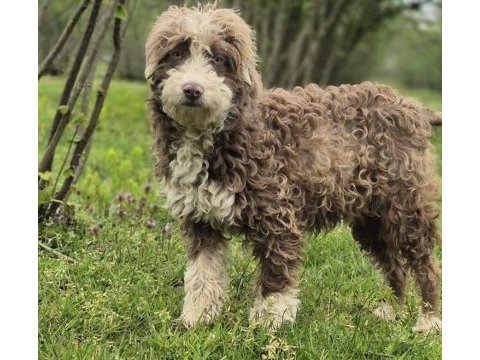 Trde nadir bulunan ırklardan ausiedoodle yavrumuz