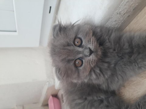 Scottish fold cinsi dişi kedim