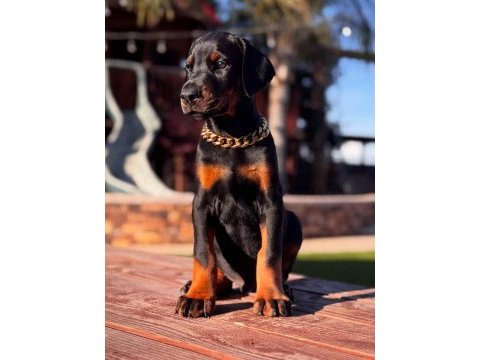 Dobermanın ritmine kaptırın kendinizi