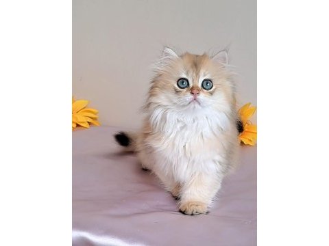 British longhair golden sevimli cana yakın uysal