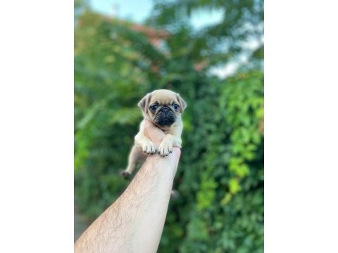 Piyasa altında sağlık garantili pug
