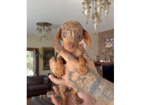 Teacup rabbit nadir chocolate merle dachshund yavru