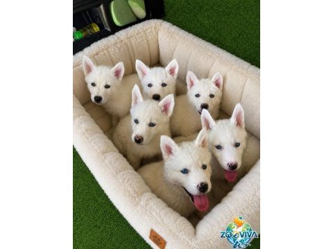 Tarım ve orman bakanlığı onaylı çiftlikten husky