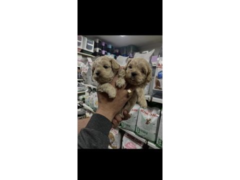 Türünün en güzellerinden sunmaya devam maltipoo aşk