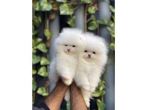 Mersin pomeranian boo