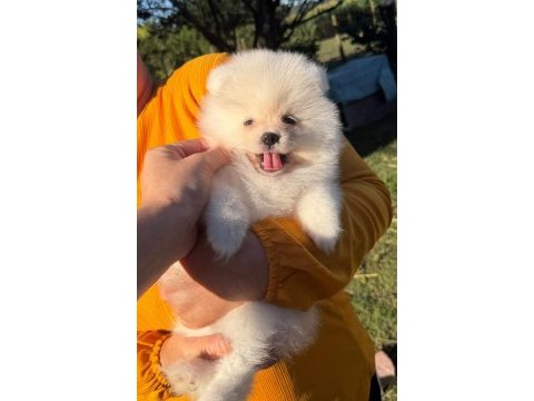 Yavru pomeranian boolarımız için ulaşın