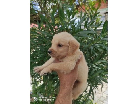 Apartman hayatına alışkın maltipoo yavrularımız