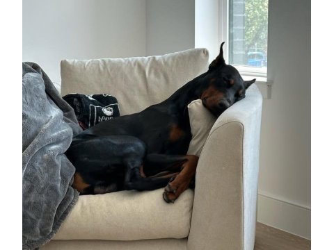 Sahibine bağlı doberman