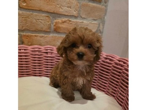 Sevimli maltipoo yavrular
