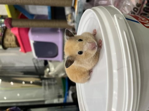 Ömürlük yuvasını arayan minik hamster kalpler