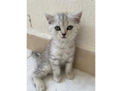 3 aylık british shorthair yavrularımız