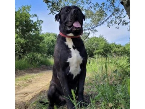 Yavru ve yetişkin a kalite cane corso
