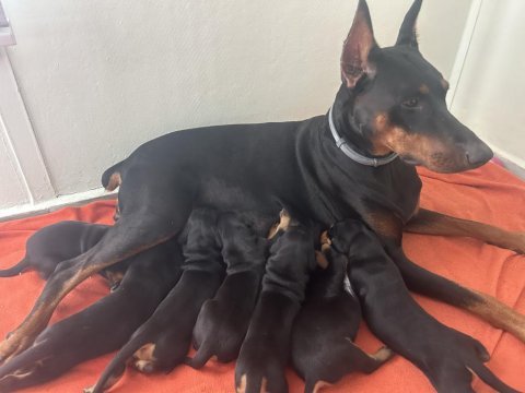 26 haziran doğumlu doberman bebeklerimiz