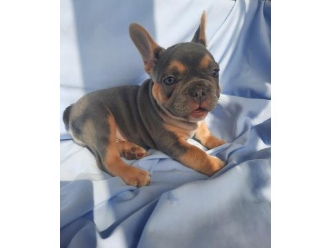 Fluffy ve ısabella taşıyıcı exotıc french bulldog yavruları