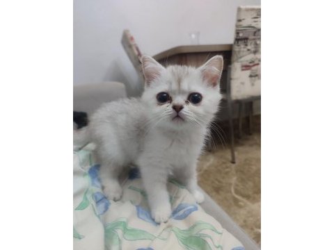 2 aylık safkan brıtısh shorthaır