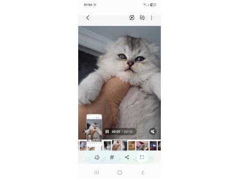 Çok sağlıklı british longhair