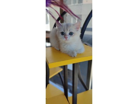 Bri golden bir dışı iki erkek