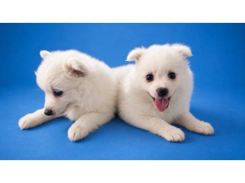 Beyaz pomeranian spıtz (tilki surat)