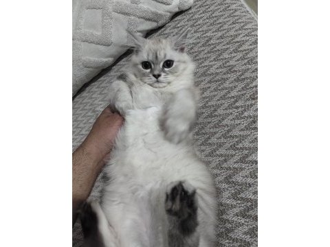 4.5 aylık erkek kedimiz