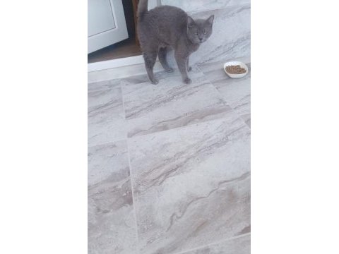 Uysal aşılı kısırlaştırılmış cins kedimiz ücretsiz