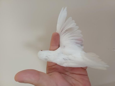 Albino erkek forpus
