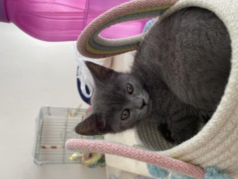 Son iki yavru british shorthair