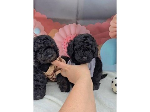 2 aylık kore poodle yavruları