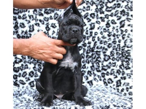 Fcı-kıf şecereli safkan cane corso yavrular