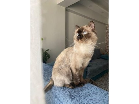 Tuvalet eğitimi var çok uysal british shorthair