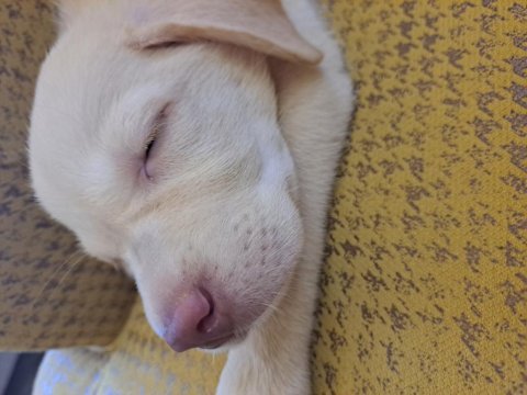 Labrador yavru
