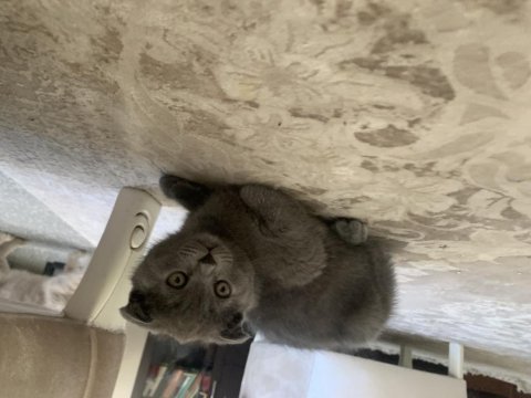 Çok sağlıklı scottish fold yavrular