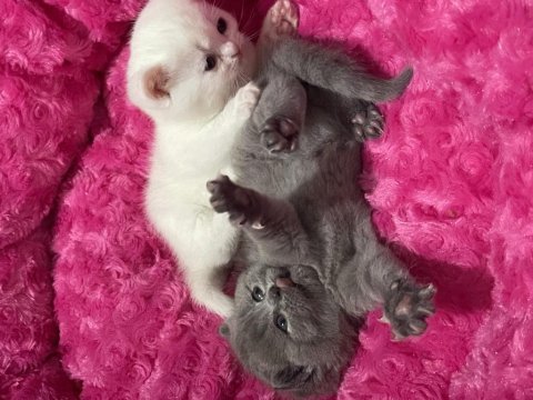 2 aylık british longhair yavru