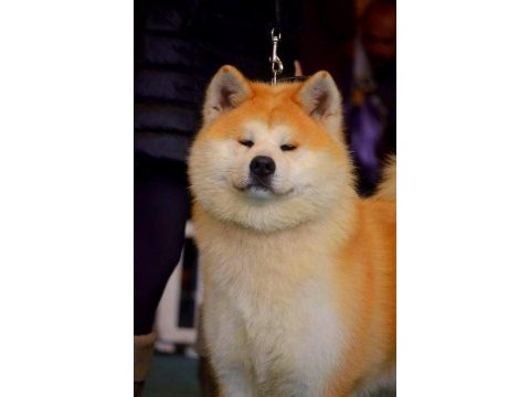 Beyaz japon akita ınu yavrulari istanbul