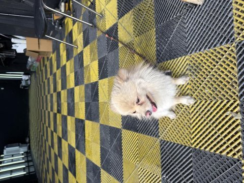 Temiz bakımlı pomeranian