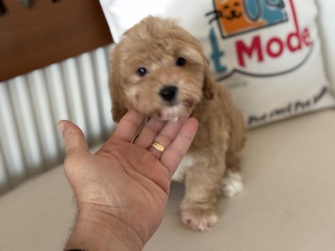 En güzel mini boy maltipoo lar ziyarete açık