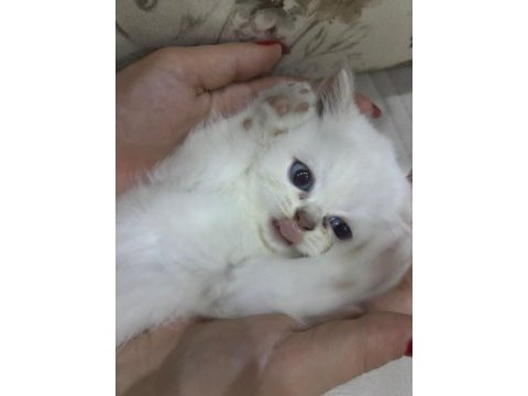 Oyuncu british shorthair