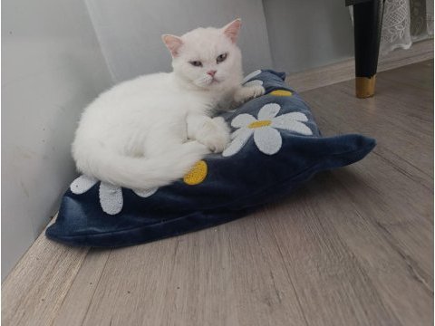 Güzel pamuklarım