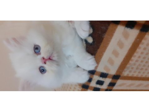 Safkan iran kedisi yavru