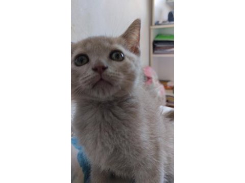 British shorthair