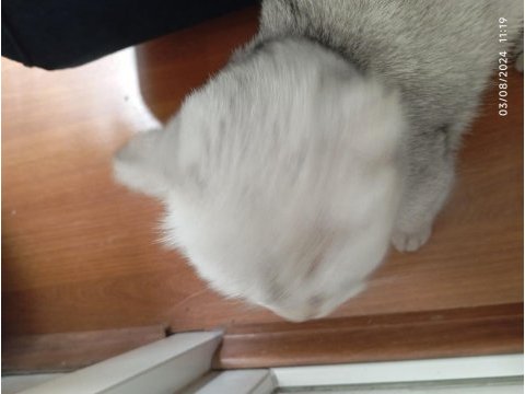 Çok güzel scottish fold kızımız için yuva arıyoruz