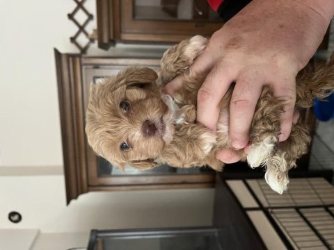 Kilo ve ırk garantili ticap maltipoo bebekler