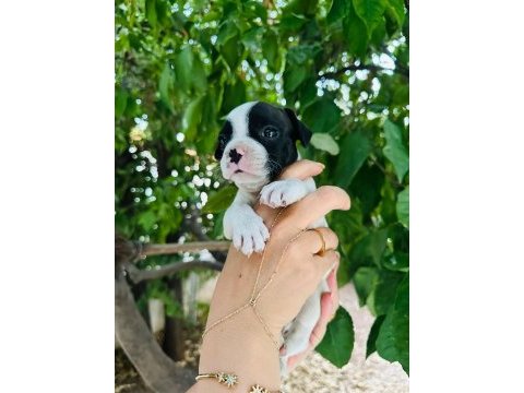 Irk ve sağlık garantili french bulldog yavrularımız